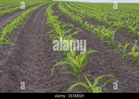 Junge Maispflanzen, die auf fruchtbarem Ackerland wachsen, mit organisierten Pflanzreihen während der frühen Erschließungsphase. Stockfoto