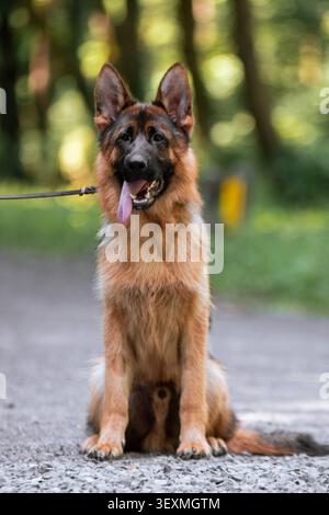 Entzückender deutscher Schäferhund, der ruhig in einem Park mit einem verschwommenen grünen Hintergrund sitzt. Intelligente Arbeitsrasse und Familienbegleiter. Stockfoto
