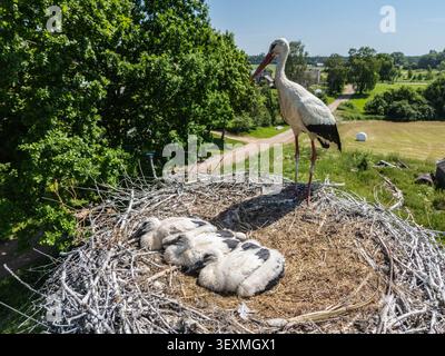 Aus der Vogelperspektive eines Weißstorchs, der drei Küken in einem großen Nest über der Landschaft an einem sonnigen Sommertag in einer friedlichen ländlichen Landschaft bewacht. Stockfoto