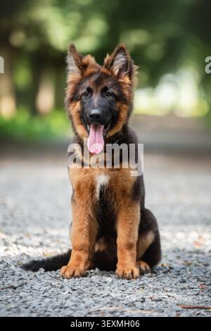 Junger Schäferhund, der auf einem Parkweg sitzt und in die Kamera schaut. Reinrassiger Arbeitshund, treuer Begleiter und Outdoor-Porträt. Stockfoto