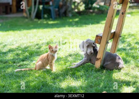 Ein junger Weimaraner-Welpe und ein Ingwerkätzchen sitzen nebeneinander und schauen in die gleiche Richtung in einem sonnigen Hinterhof. Grünes Gras, hölzernes Spielhaus Stockfoto