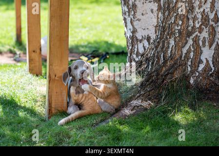 Ein verspielter Weimaraner-Welpe und ein Ingwerkätzchen kämpfen zusammen auf grünem Gras in einem sonnigen Hinterhof. Mit offenen Mündern, erhobenen Pfoten und einer Gartenschleuder Stockfoto