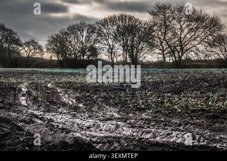 Farm Field zeigt an einem bewölkten Tag matschigen Boden mit Reifenspuren und Bäumen in Westhead, England. Stockfoto