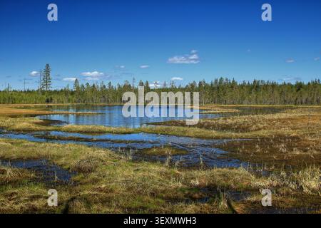 Moorsee mit flacher Küste im nördlichen Feuchtgebiet, umgeben von borealen Wäldern. Stockfoto