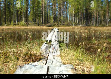 Hölzerne Moorpromenade durchquert Sumpfgebiete, umgeben von borealen Wäldern in Schweden. Stockfoto