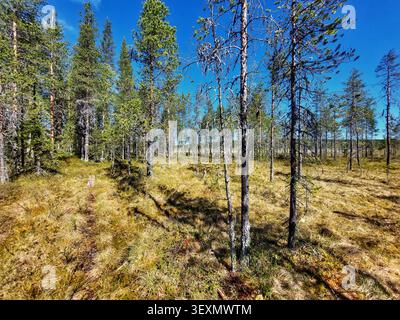 Nördlicher Moorwald in und grasbewachsenes Feuchtgebiet unter klarem blauem Himmel. Stockfoto