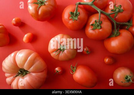 Verschiedene frische Tomaten auf einem leuchtend roten Hintergrund mit verschiedenen Formen, Größen und Sorten in einem klaren, farbenfrohen, flachen Komposit Stockfoto