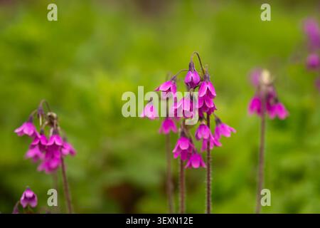 Nahaufnahme von Primula matthioli (Cortusa matthioli) mit zarten magentafarbenen glockenförmigen Blüten, die in einem üppig grünen Wald blühen. Stockfoto