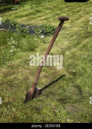 Alte Gartenschaufel, die im grünen Rasen steckt. An einem sonnigen Tag steht ein Vintage-Gartenspaten aus Holz aufrecht auf einem üppig grünen Rasen. Dieses Bild wird erneut dargestellt Stockfoto