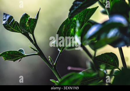 Die komplizierten Venenstrukturen eines Blattes Stockfoto