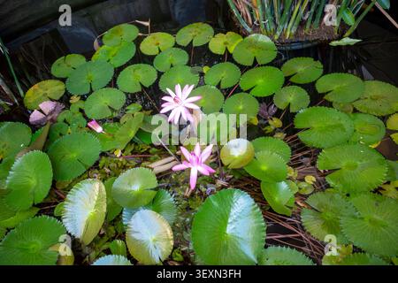 Rosa Seerose, Bunga Teratai, Nymphaea Rubra (Pubescens) in einem künstlichen Becken. Stockfoto