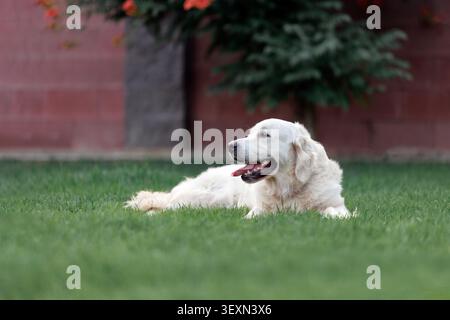 Golden Retriever liegt auf grünem Gras im Garten in der Nähe von Ziegelzaun, blühendem Busch. Hund in Seitenprofil-Ansicht, ruhig betrachtet. Natürlich Stockfoto
