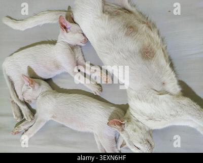 Ein Blick von oben nach unten auf eine schützende weiße Mutterkatze, die auf dem Rücken liegt und zwei entzückende weiße Kätzchen auf einem sauberen weißen Laken säugt. Stockfoto