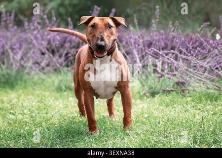 Brown Bull Terrier Hund, der in einem blühenden lila Lavendelfeld steht Stockfoto