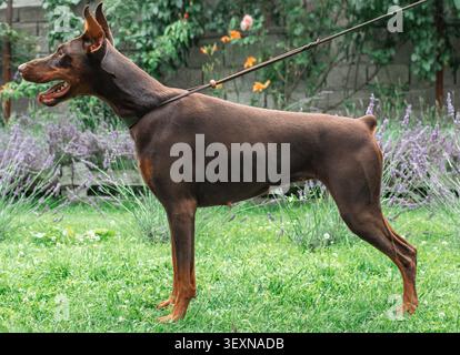 Reinrassiger brauner Doberman Pinscher, der auf grünem Gras steht Stockfoto