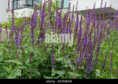 Lavendelblüten im Garten. Lavendelblüten im Garten. Lavendelstrauch. Stockfoto