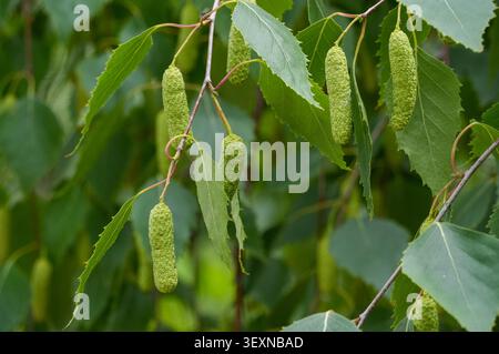 Grüne Birkenkätzchen an Birkenzweigen. Birke. Birkenwald. Stockfoto