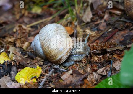 Schnecke kriecht auf dem Boden im Wald. Schnecke kriecht auf dem Boden. Stockfoto