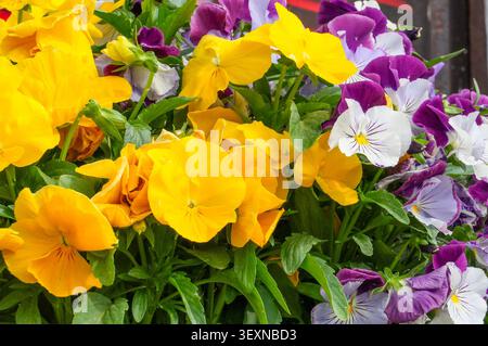 Bunte Stiefmütterchen im Garten. Gartenblumen. Dreifarbige Veilchen. Veilchen Stockfoto