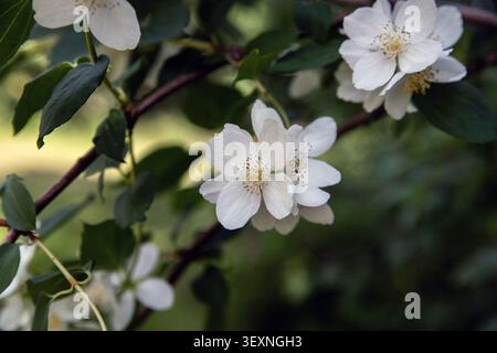 Blühender weißer Jasmin Stockfoto