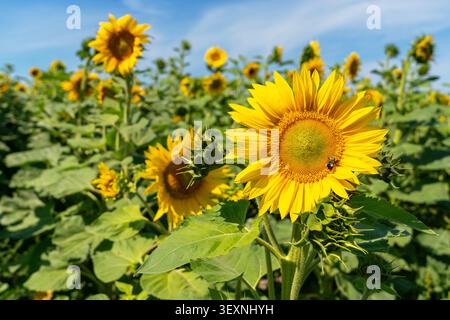 Gelbe Sonnenblumen bei Sonnenschein Stockfoto