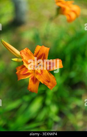Nahaufnahme einer leuchtenden orangefarbenen Doppeltaglilienblume (Hemerocallis fulva), die mit einem frischen grünen Gras-Bokeh-Hintergrund blüht. Stockfoto