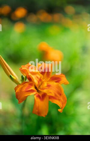 Nahaufnahme einer leuchtenden orangefarbenen Doppeltaglilienblume (Hemerocallis fulva), die mit einem frischen grünen Gras-Bokeh-Hintergrund blüht. Stockfoto