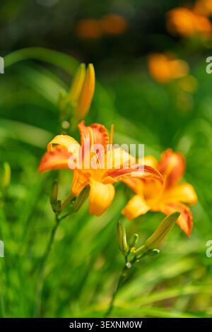 Leuchtende orange Taglilienblüten (Hemerocallis fulva), die mit scharfen grünen Blättern und ungeöffneten Knospen vor einem weichen Bokeh-Hintergrund blühen. Stockfoto