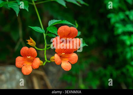 Aus nächster Nähe sehen Sie leuchtende orange chinesische Trompeten-Kriechblüten (Campsis grandiflora), die auf einer Weinrebe mit einer üppigen grünen Kulisse blühen. Stockfoto