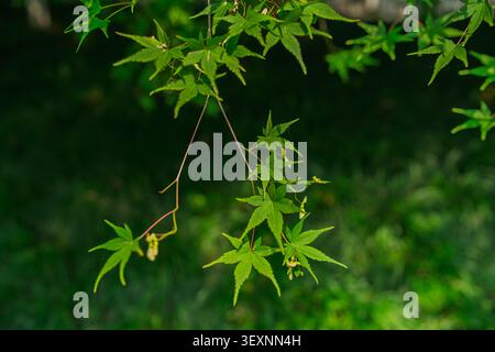 Nahaufnahme von grünen japanischen Ahornblättern (Acer palmatum) und kleinen samara-geflügelten Samen, die an einem schlanken Zweig mit einem unscharfen Bokeh-Hintergrund hängen. Stockfoto