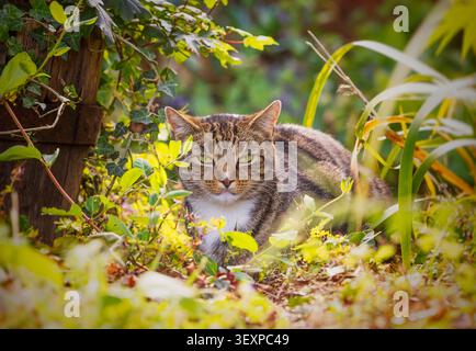Braune, kurzhaarige Tabby-Katze, die in die Kamera schaut, während sie sich in einem Busch versteckt. UK Stockfoto