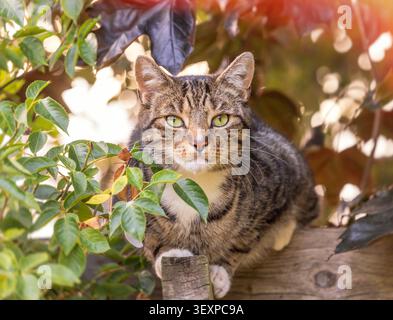 Braune, kurzhaarige Tabby-Katze, die in die Kamera schaut, während sie sich in einem Busch versteckt. UK Stockfoto