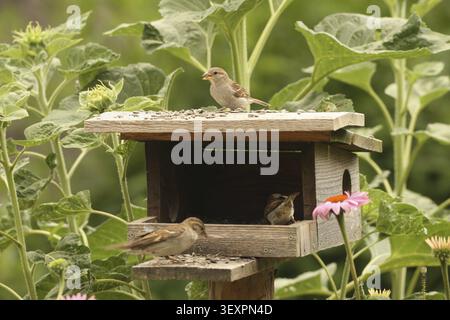 Hausspatzen (Passer domesticus) - Jungvögel, die sich von Sonnenblumenkernen ernähren, an einer Vogelfutteranlage im Garten, Allgäu, Bayern Stockfoto