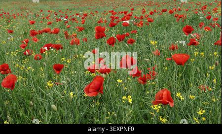 Das lebhafte Feld blühender roter Mohnblumen mit gelben Wildblumen erstreckt sich über eine üppige grüne Wiese und schafft eine farbenfrohe Frühlingslandschaft voller Blumen Stockfoto