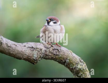 Europäischer Baumspatz Passer montanus, auf einem Ast sitzend. Januar. Stockfoto