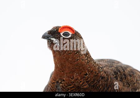 Rothühner Lagopus lagopus scotia, männlich, Nahaufnahme von Kopf und Hals, weißer Hintergrund. März. Stockfoto