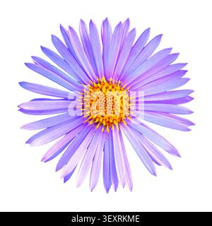Nahaufnahme einer leuchtenden violetten Asterblume isoliert auf weißem Hintergrund Stockfoto
