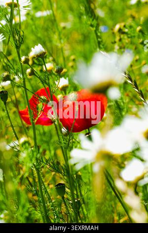 Vertikale Nahaufnahme von Roten Mohnblumen und Weißen Daisies in einer grünen Wiese Stockfoto