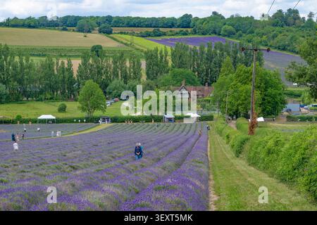 Castle Farm, Shoreham, KENT - Lavendelfelder im Sommer 2026 Stockfoto