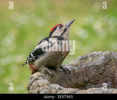 Junges Buntspecht auf einem Vogelbad im Garten – Hertfordshire, UK Stockfoto