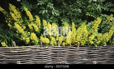 Korbgeflechtzaun mit blühenden gelben Gartenblumen Stockfoto