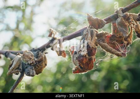 Pilzkrankheit Monilinia verursacht Fruchtfäule und -Verfall auf Pflaumenbaum in einer Obstplantage Stockfoto