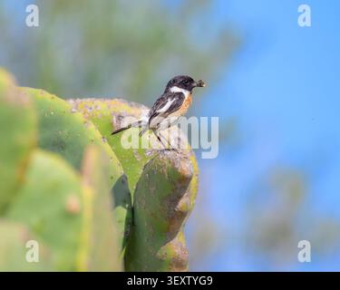 Europäischer Stonechat, Saxicola rubicola, der auf einem Opuntia-Kakteen sitzt und eine Biene im Schnabel hält, Albufereta, Mallorca, Spanien Stockfoto