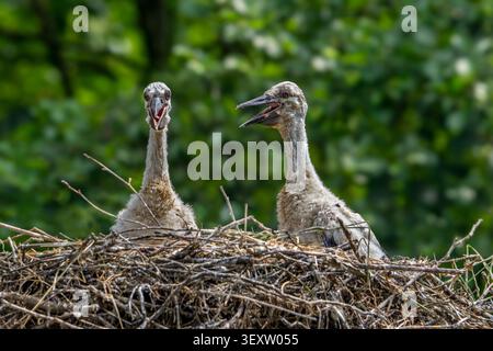 Zwei Weissstorch (Ciconia ciconia) Küken / Junge auf dem Nest, die Eltern im Frühjahr nach Nahrung rufen Stockfoto