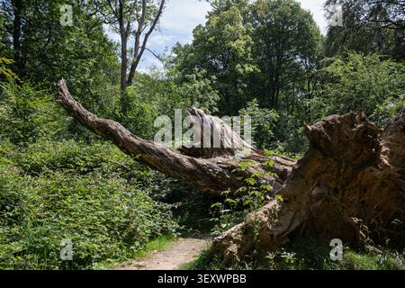 Ein massiver gefallener Baum mit freiliegenden Wurzeln, der zwischen dichten Wäldern im Savernake Forest, Wiltshire, England, liegt. Der alte Baum dominiert den Wald lan Stockfoto
