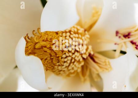 Magnolienblütenblatt mit Staubblättern während der Frühjahrsbestäubung. Magnolia grandiflora. Magnolia ist eine große Gattung von etwa 210 bis 340 blühenden Pflanzen Stockfoto