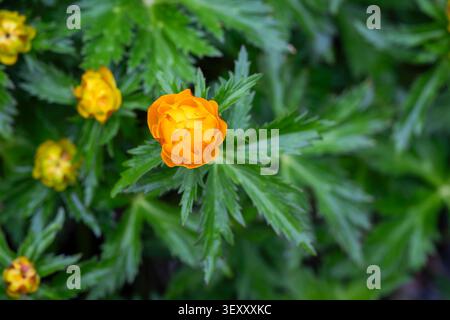 Leuchtend orange Globeblumen (Trollius europaeus) blühen auf einer üppigen Frühlingswiese, erfasst von weichem natürlichem Licht und geringer Schärfentiefe. Stockfoto