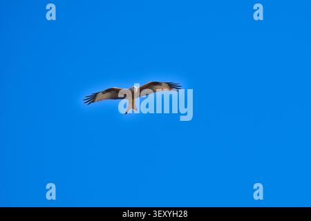 Roter Drachen fliegt am blauen Himmel Stockfoto