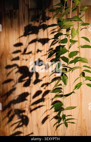Grüne Weinpflanze mit Blattschatten auf Holzwand bei natürlichem Sonnenlicht, Mexiko Stockfoto