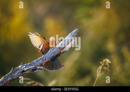 Weißfrontenbienenfresser mit einer Insektenbeute bei Sonnenaufgang im Greater Kruger National Park, Südafrika; Specie Merops bullockoides Familie der Meropidae Stockfoto